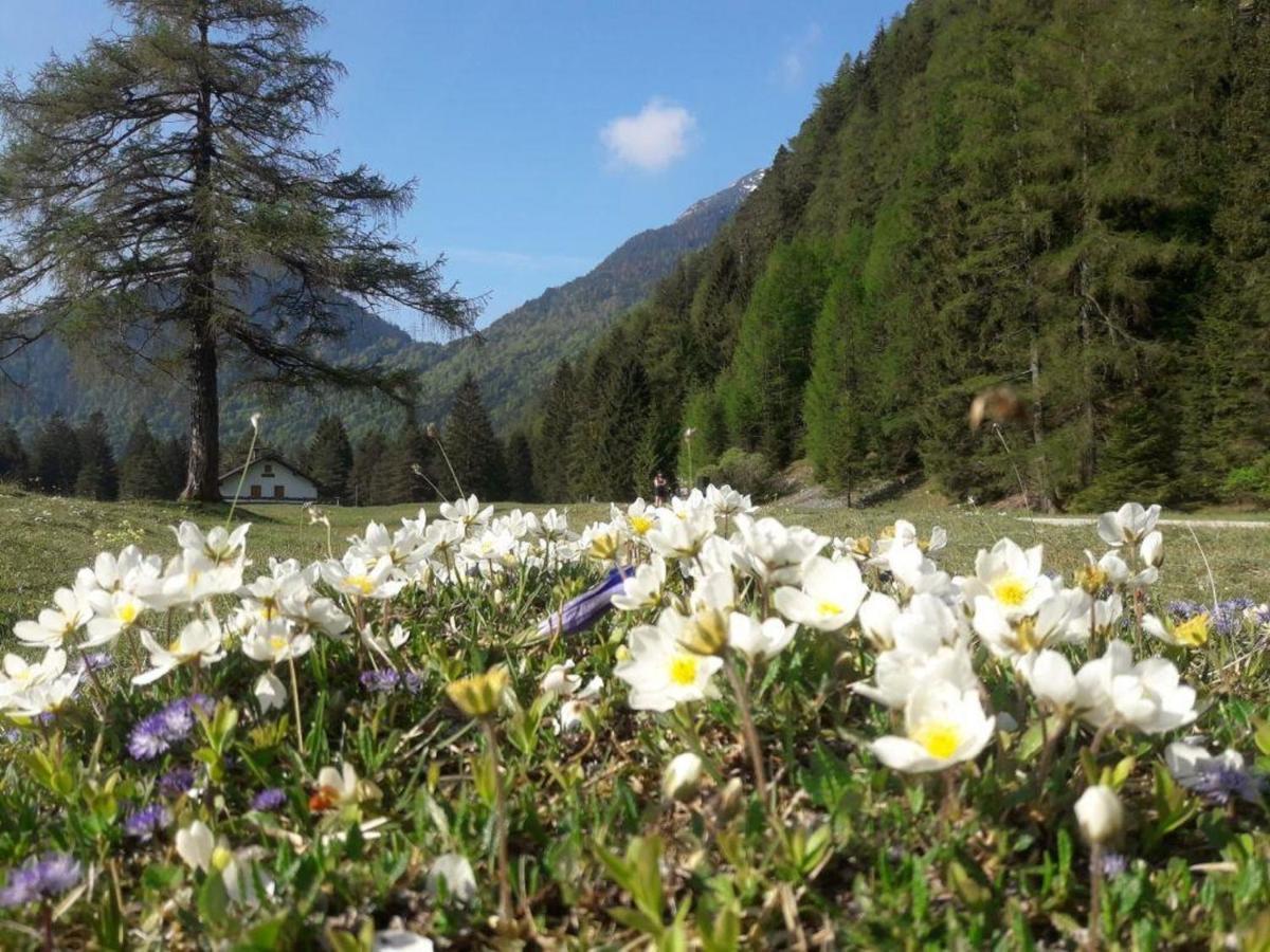 Haus Isartal Διαμέρισμα Mittenwald Εξωτερικό φωτογραφία
